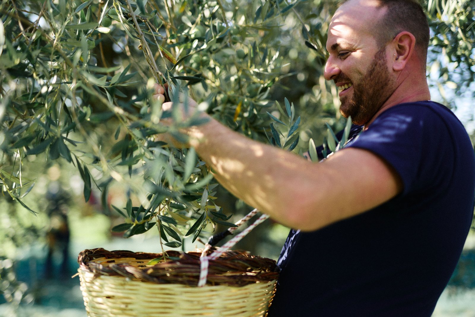 A picker with a wicker basket among the branches, backlit