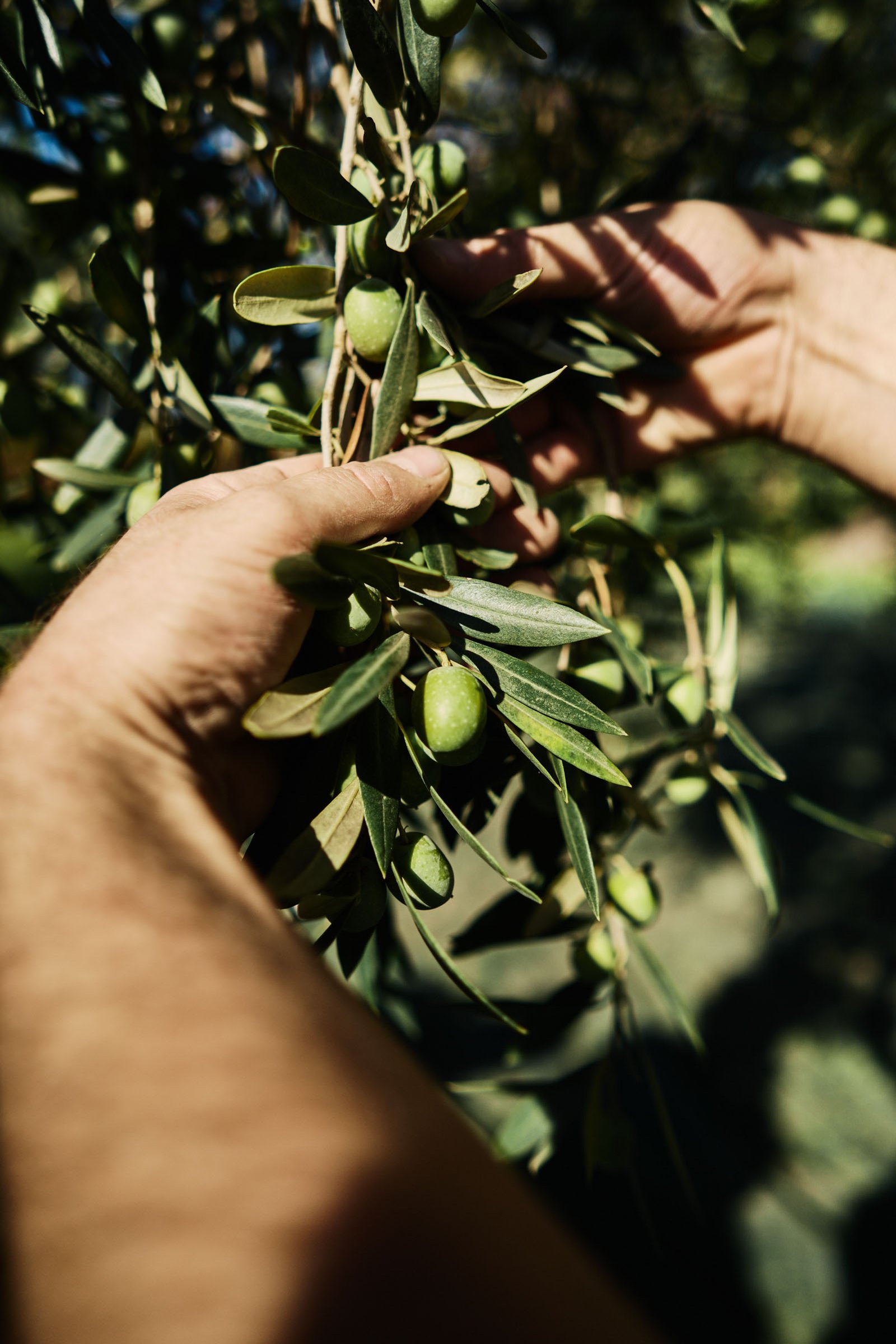 Hands stripping olives from a branch in grazing light