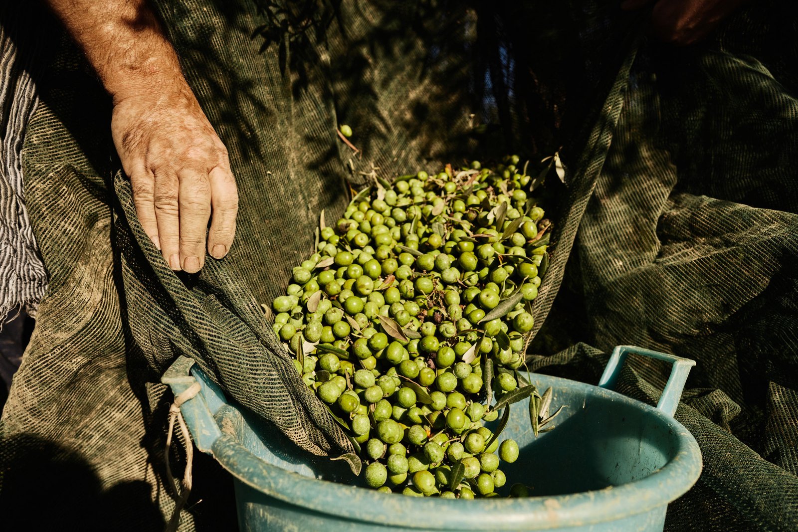 A hand resting on the net as the olives slide into a bucket