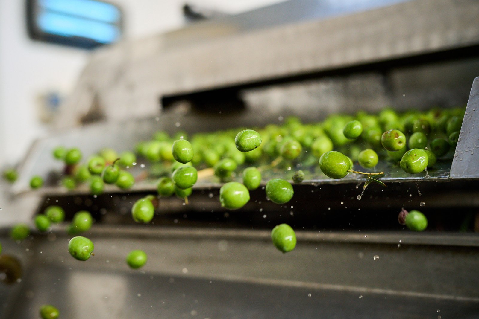 Olives bouncing along the washing belt among splashes of water