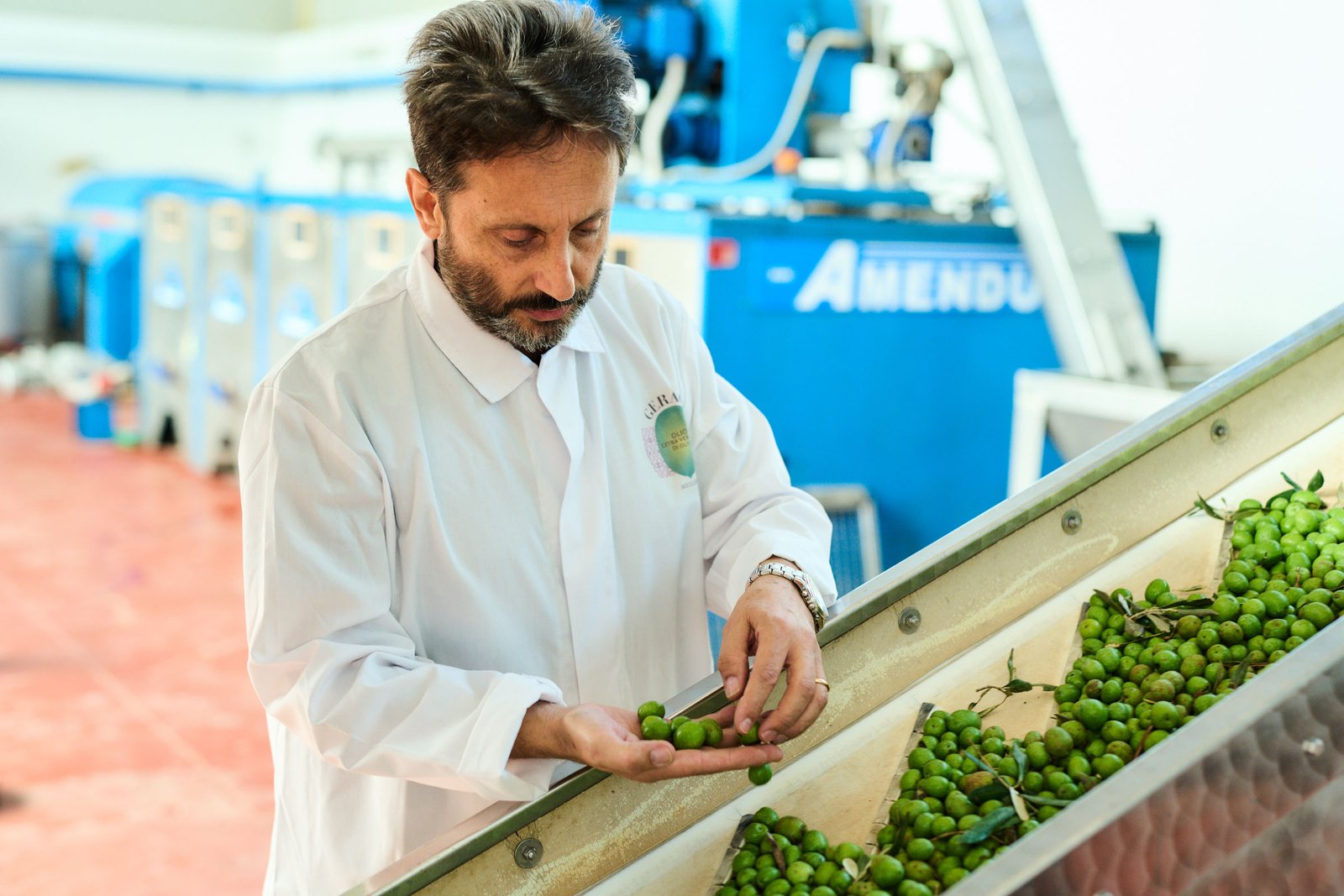 Checking the olives on the belt before milling