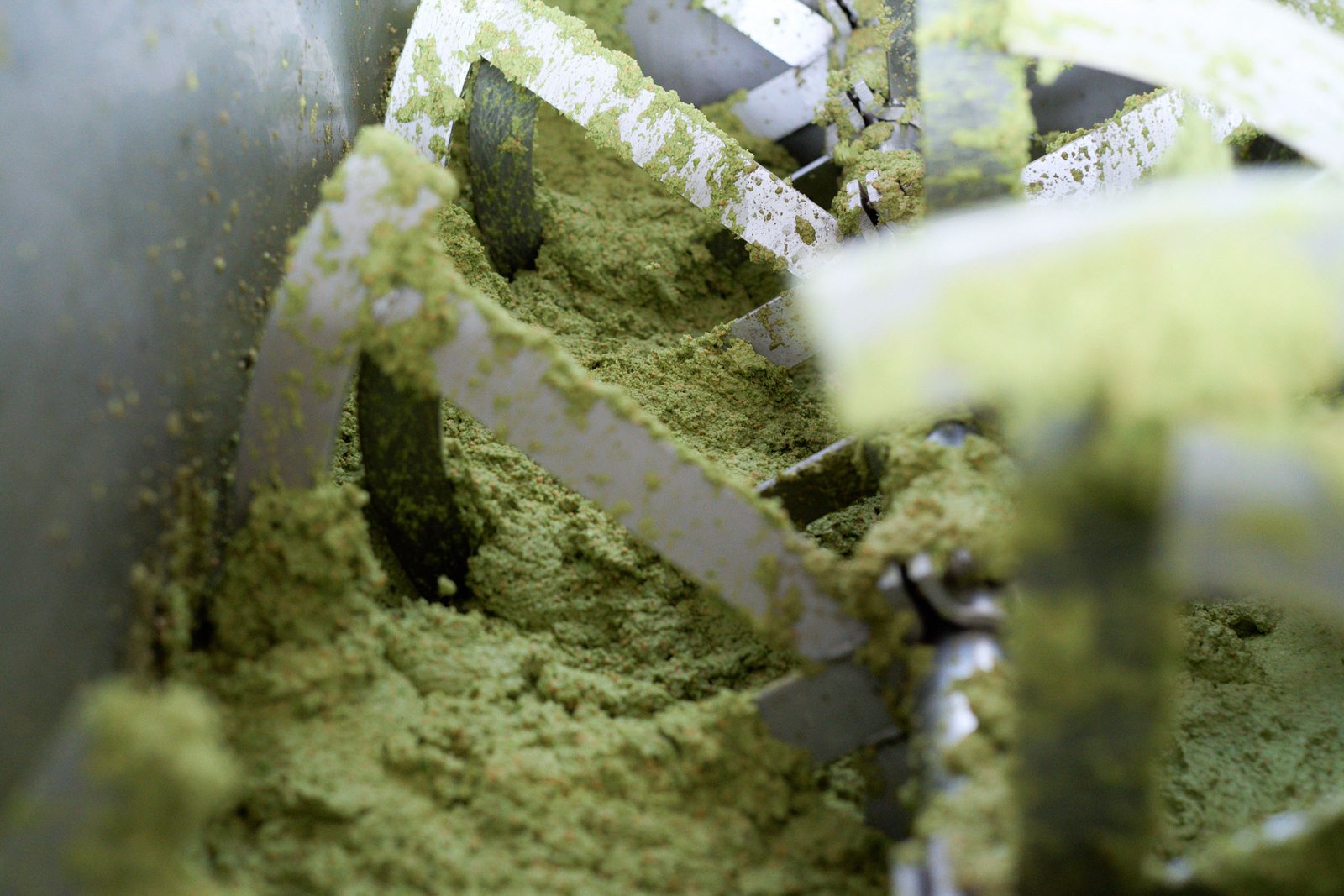 Olive paste in the malaxer, bright green