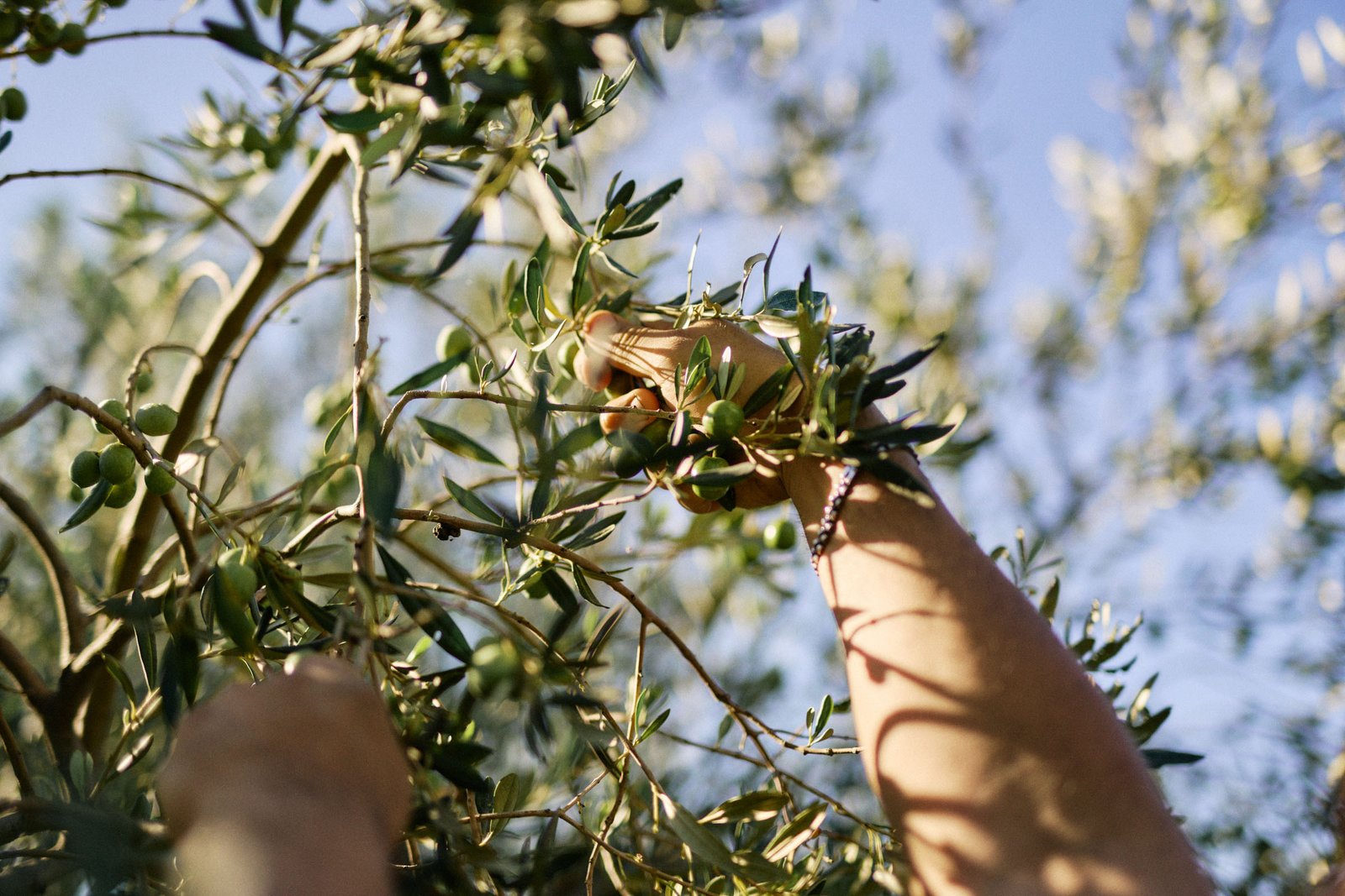 Olive oil